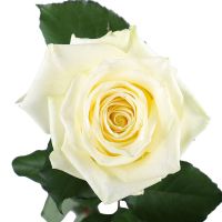Белые премиум розы поштучно Глубокое