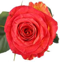 Красно-желтые премиум розы поштучно Вилльямсвилл