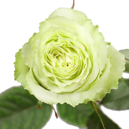 Премиум роза Лимонад поштучно Брюссель