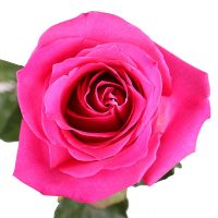 Рожеві преміум троянди поштучно Хайфа