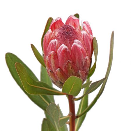 Protea by piece Greenville