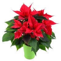 Bouquet of flowers Poinsettia Marganets
                            