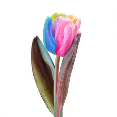 Rainbow tulip by piece The Dnepropetrovsk area