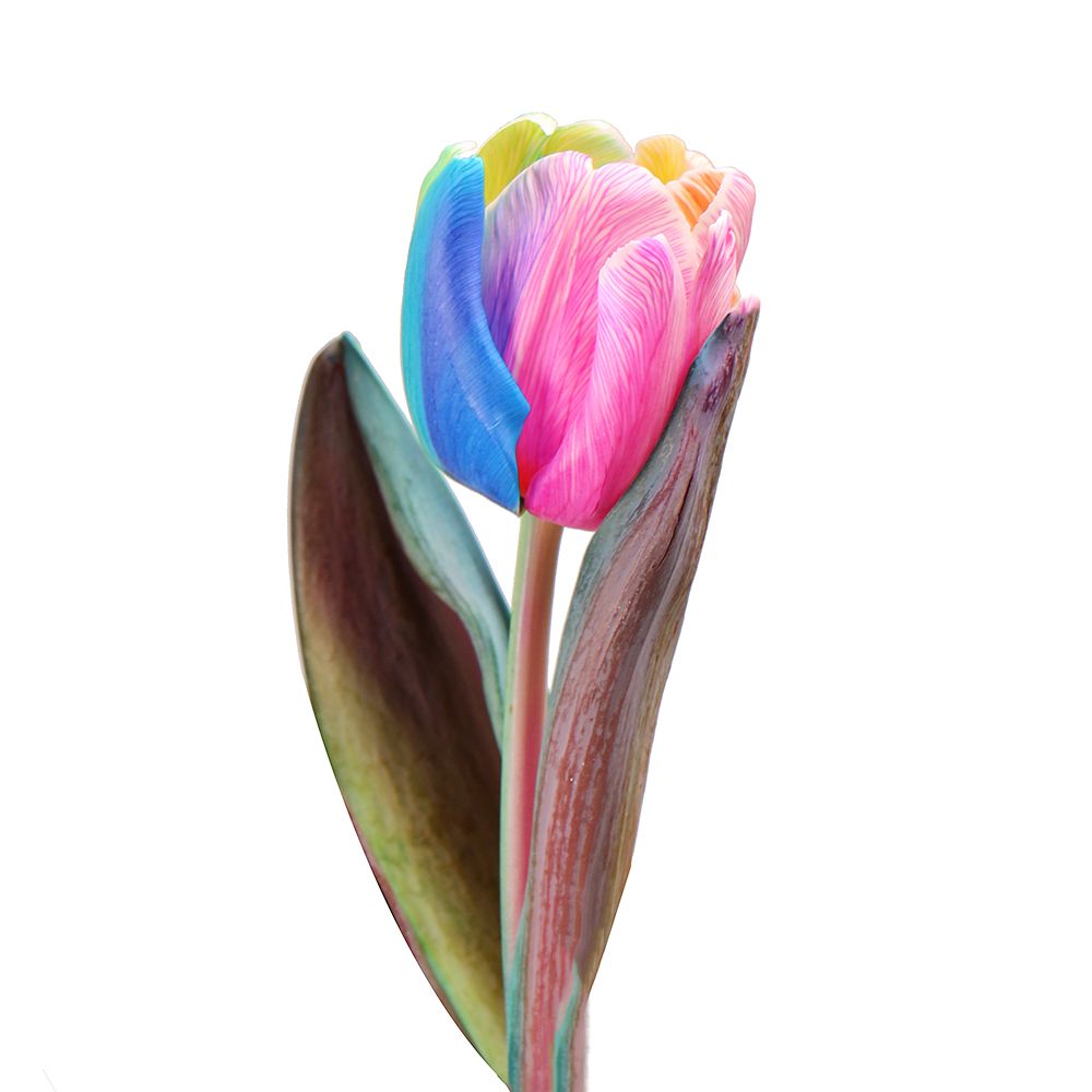 Rainbow tulip by piece Rainbow tulip by piece