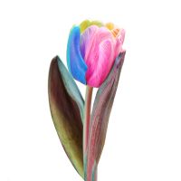 Rainbow tulip by piece Baryshevka