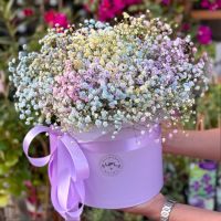 Rainbow baby's breath in a box Windsor (Great Britain)