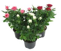 Bouquet Potted Rose Pinsk
														