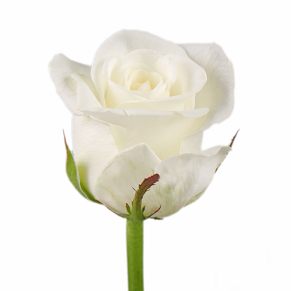 Троянда Белуга поштучно Гент (Бельгія)
