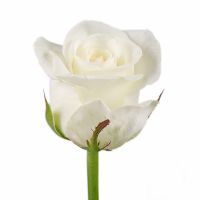 Троянда Белуга поштучно Мирне (Молдова)
