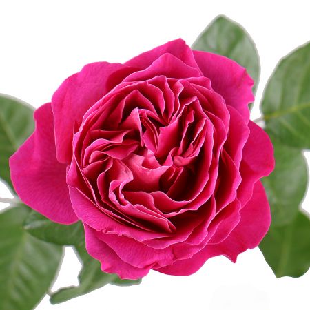 Троянда Девіда Остіна Кейт поштучно Пріен