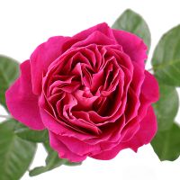 Троянда Девіда Остіна Кейт поштучно Лерте
