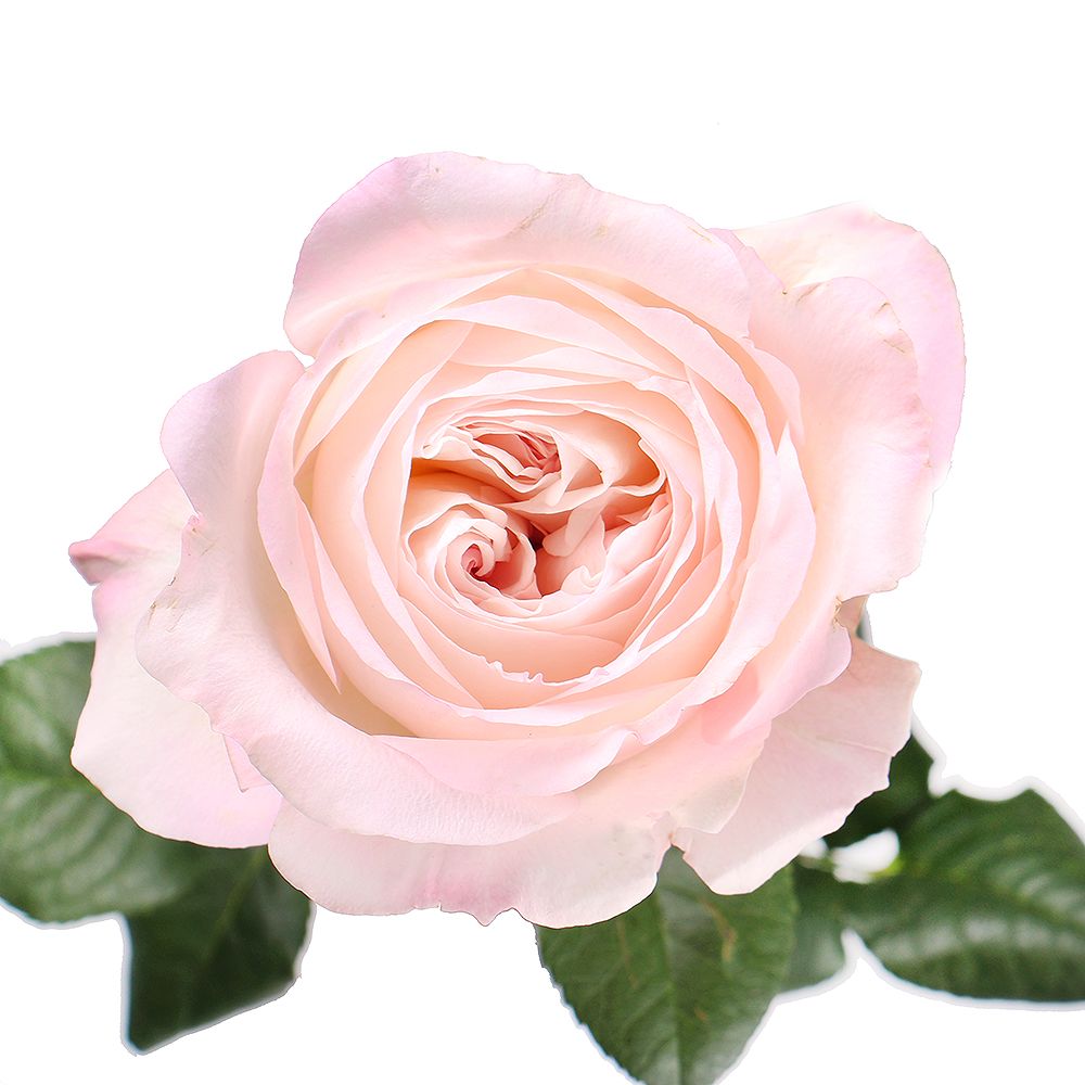 Троянда Девіда Остіна Кейра поштучно Троянда Девіда Остіна Кейра поштучно