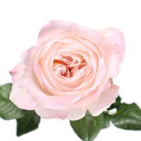 Троянда Девіда Остіна Кейра поштучно Берлінць