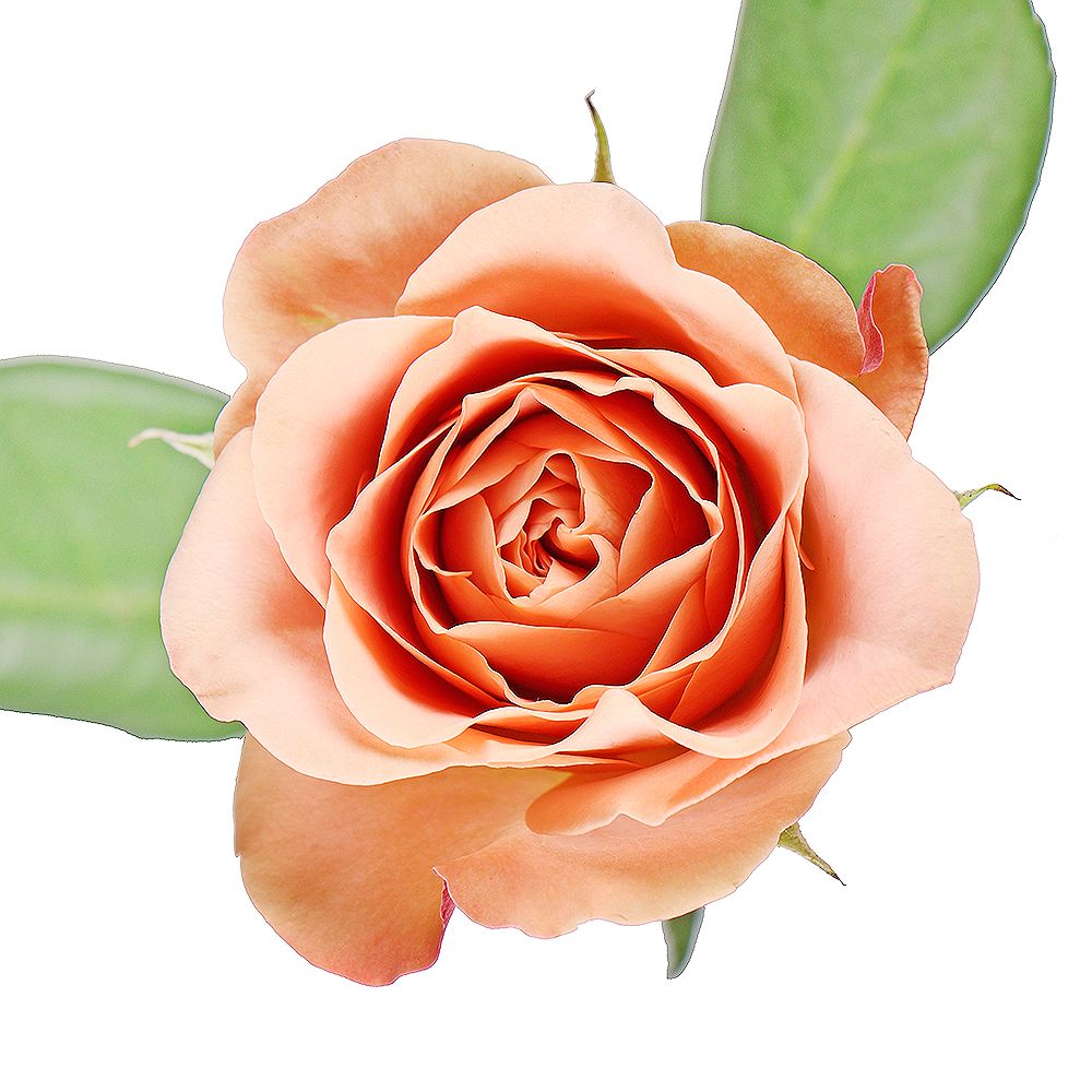 Троянда Капучіно поштучно Кірват-Оно