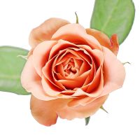 Троянда Капучіно поштучно Карабібер