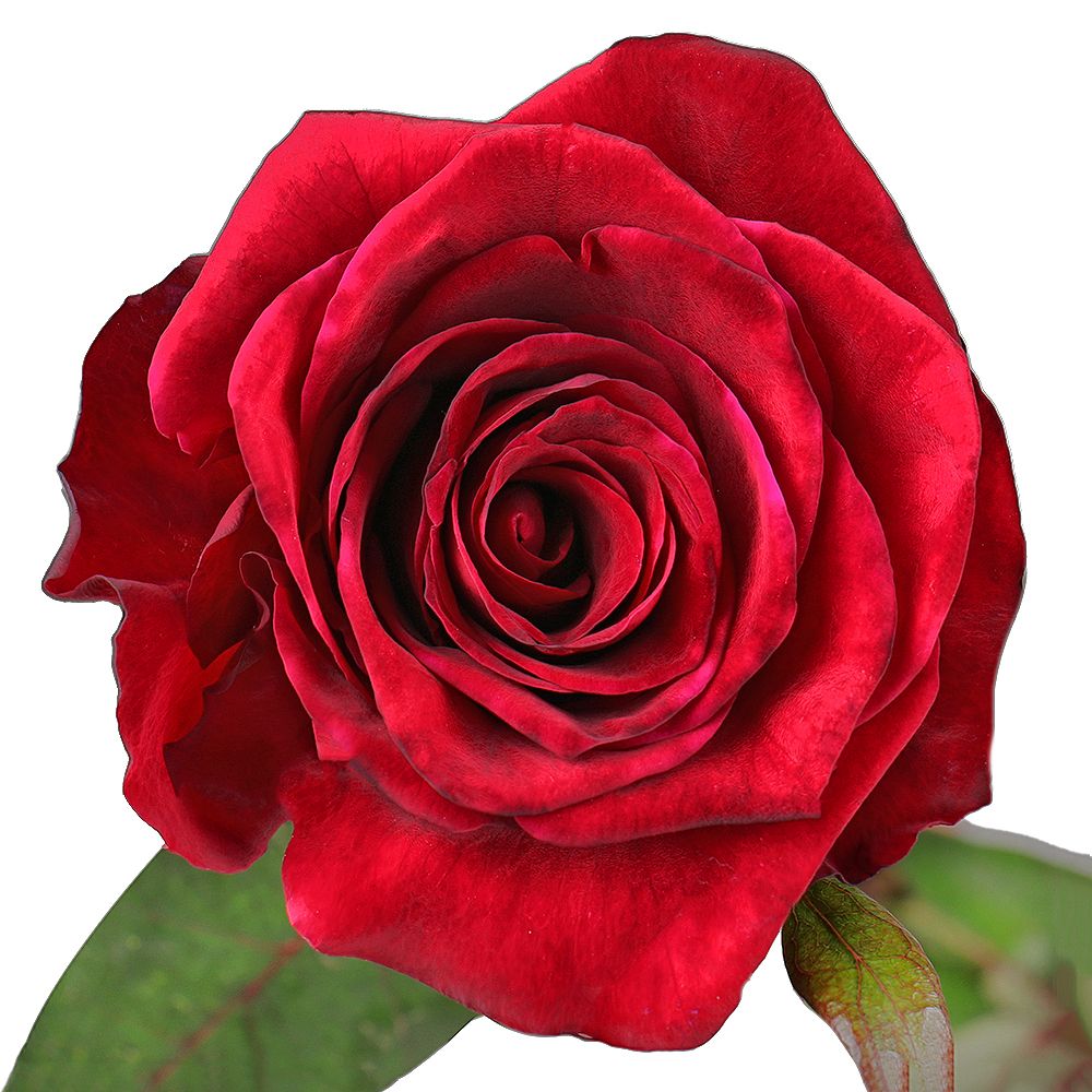 Троянда червона 90 см Талса