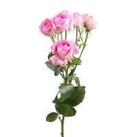Роза кустовая Лавандер поштучно Амман