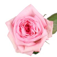 Троянда Охара Пінк поштучно Грифіце
