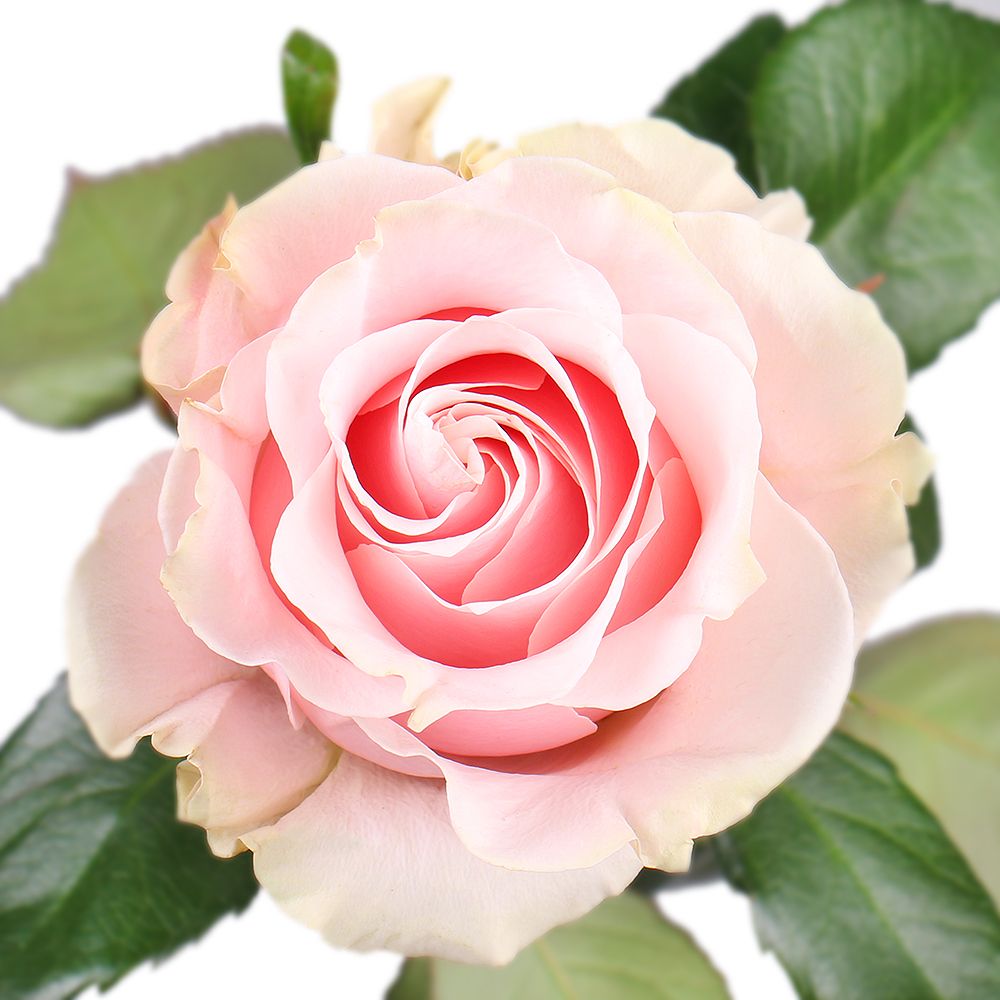 Роза Pink Mondial поштучно Дюрен
