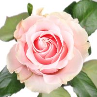 Rose Pink Mondial by piece Llangollen