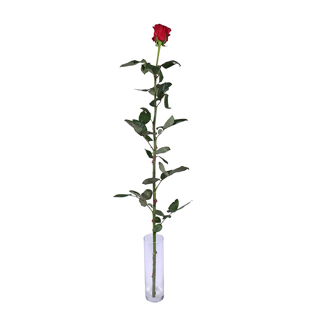 Червона троянда поштучно (1м) Червона троянда поштучно (1м)