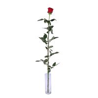 Червона троянда поштучно (1м) Друскінінкай