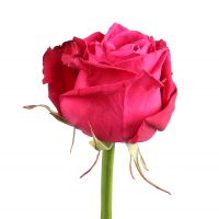Троянда Шанргрі Да поштучно Барі