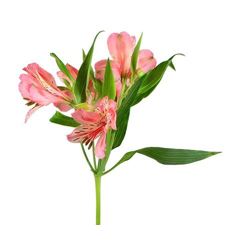 Alstroemeria mix by the piece New Jersey