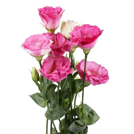 Pink eustoma by the piece Aneni