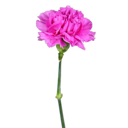 Pink carnations by the piece Kozova