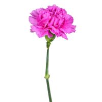 Pink carnations by the piece Saarbrucken