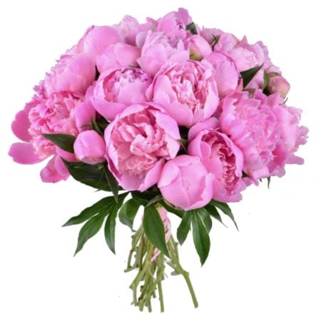 Pink peonies Scicli