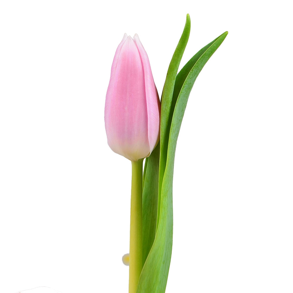 Pink tulips by the piece Pink tulips by the piece