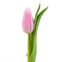 Pink tulips by the piece Balasineshty