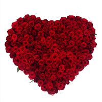 Серце із троянд  (145 троянд) Дрансфельд