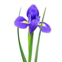 Blue irises by the piece Amberg