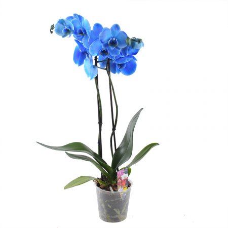 Blue orchid Chernovtsy