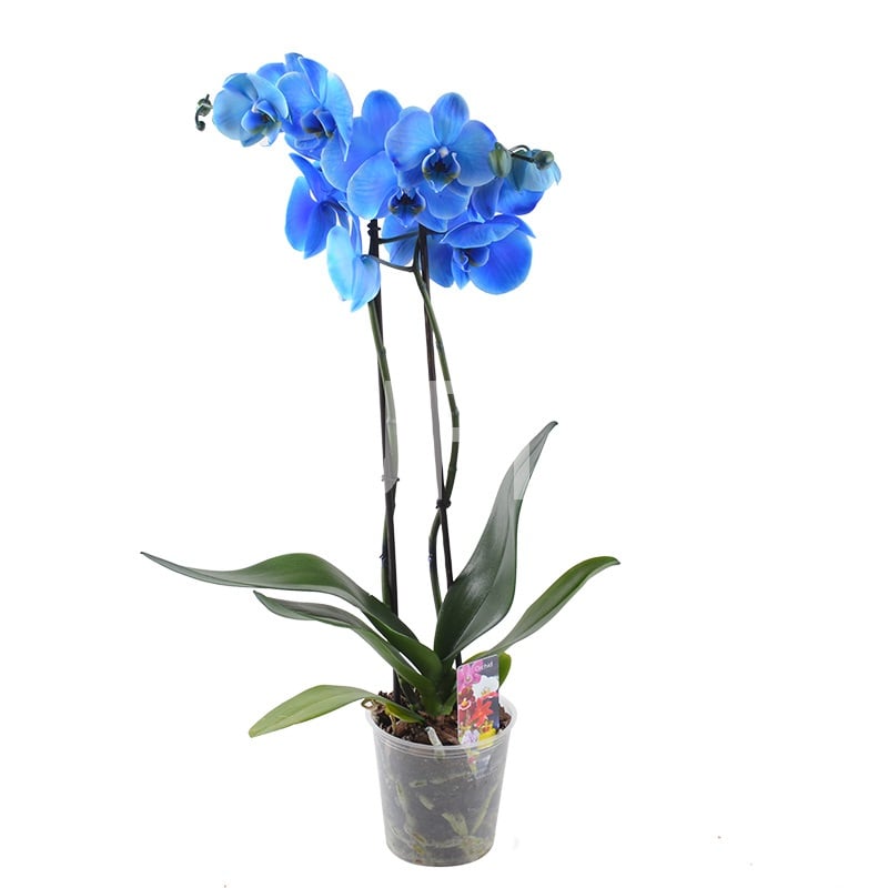 Букет квітів Синя орхідея Щирець
