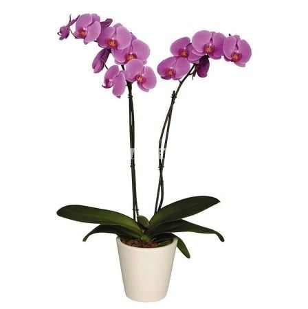 Iilac orchid Virginia Water