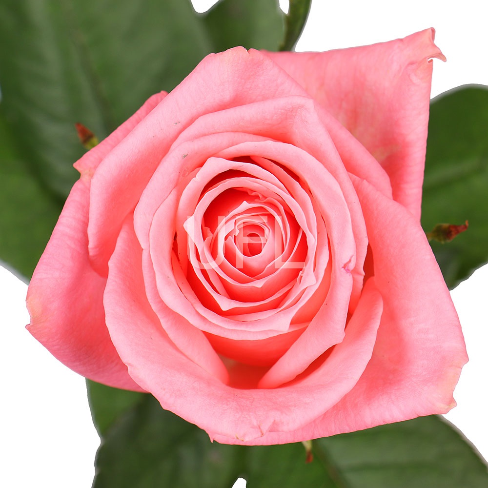 Троянди рожеві поштучно Троянди рожеві поштучно