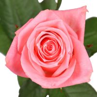 Pink rose by the piece Hlybokaye