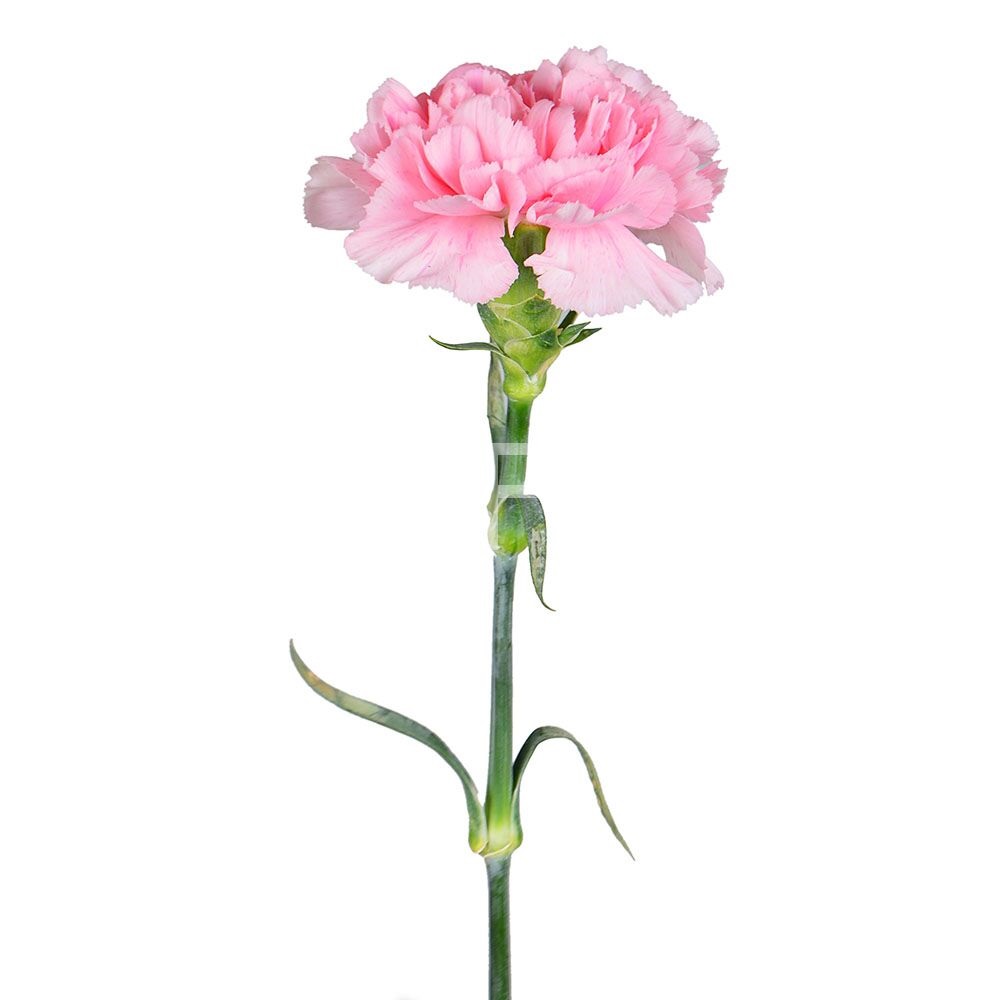 Light pink carnations by the piece Kiev