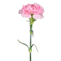 Light pink carnations by the piece Hameenlinna