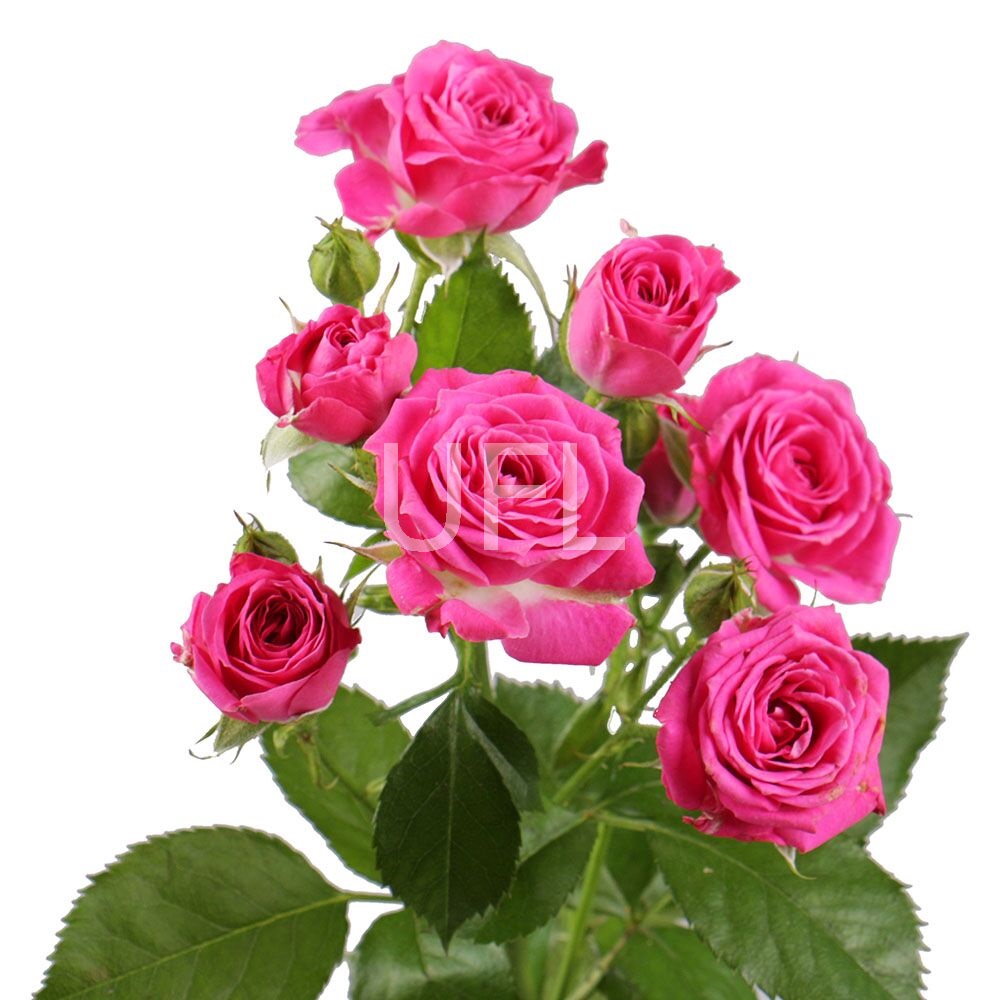 Ярко-розовые кустовые розы поштучно Ярко-розовые кустовые розы поштучно