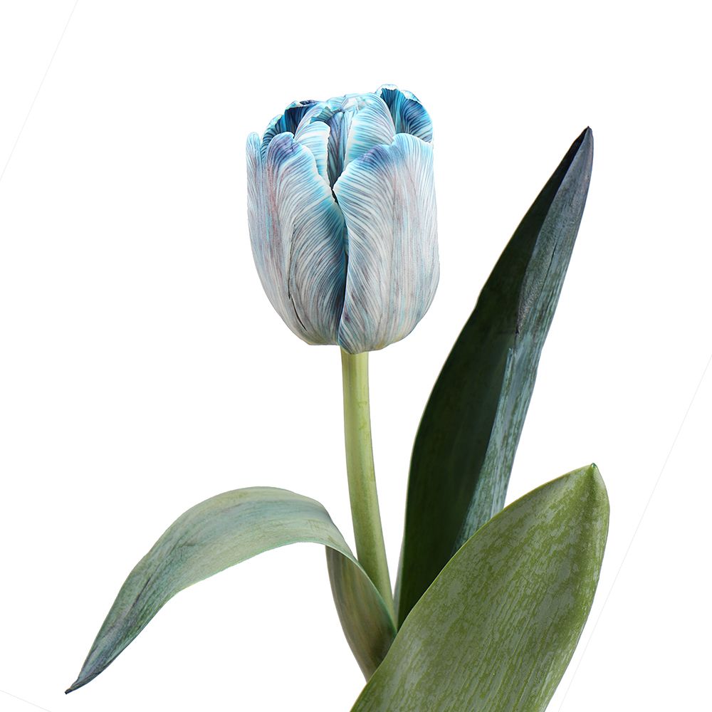 Tulips blue by piece Tulips blue by piece