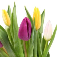 Tulips by the piece Upper Marlboro
