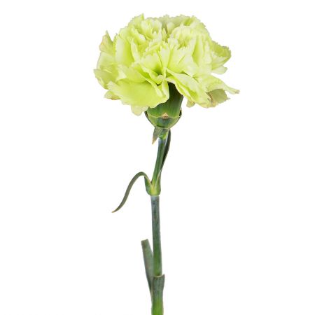 Green carnations by the piece Espoo