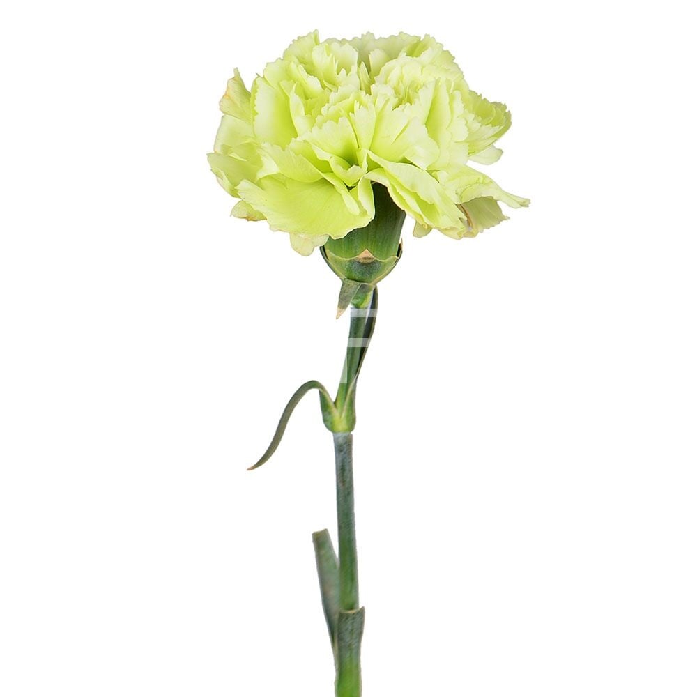 Green carnations by the piece Green carnations by the piece