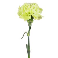 Green carnations by the piece Abilene