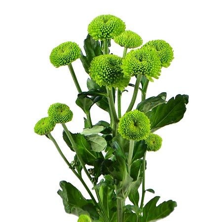 Green chrysanthemum by the piece (spray) Argenbuhl-Eglofs